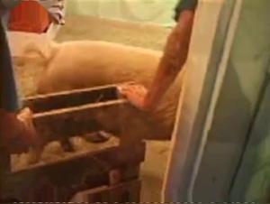 Eindringliche Erkundung: Wenn Tierfleisch meine Wunsche umarmt