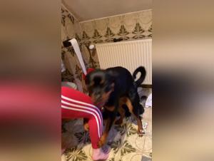 Extreme practice of zoophilia with a rottweiler