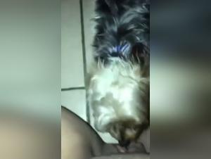 Yorkie lick: a unique beastly experience