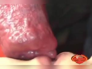 Extreme Bestiality: An Expert Tongue for a Lucky Dog