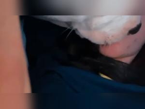 Explicit Scenes: Dog Knot, Teen & Dog