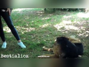 Discover the Pleasures of Bestiality with this Dog Sex Video