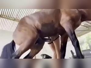 Hardcore zoophilia scene with a woman and her dog