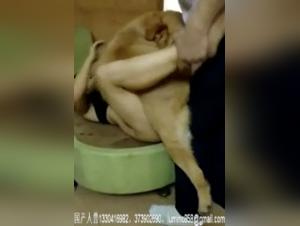 Explore the limits of extreme with our bestiality video