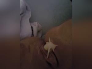 An Extreme Sexual Experience with a Dog