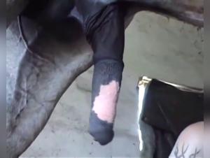 Bestiality sex video: Watch this slut get fucked by a horse