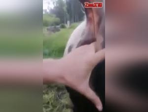 Anal fingering with a bull: a woman tries the experience