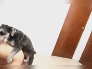 The dog play: a key moment in their story