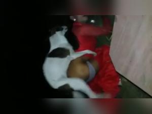 Dogsex hardcore, piacere proibito e tabu di animale