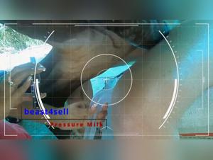 Homemade Beastiality: Controversial Reality