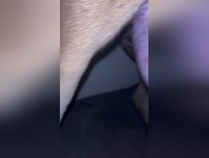 Unveiling Complex Animal Interactions