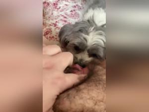 beastility videos zoo