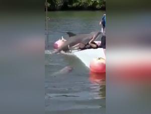 Bestiality sex with a dolphin