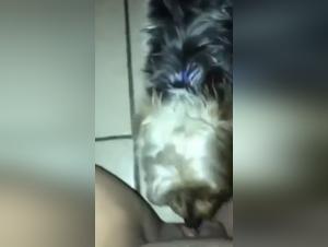 Discover the pleasures of zoophilia with this bestiality sex video