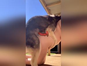Video of Bestiality with a Dog