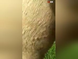 Vidéo de sexe bestialité zoophilie avec une jument soumise