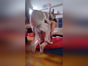 Explore our collection of extreme bestiality videos