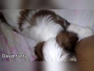 Dog sex scenes: a submissive woman and her four-legged companion