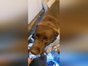 Raw Reality: Amateur Beastiality Exposed