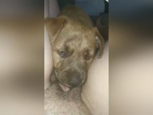 Bestiality Sex Videos: Discover the Pleasure of Dog Sex