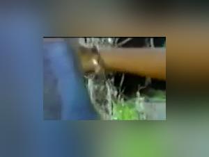 Women and Dogs in an Intense Sexual Relationship