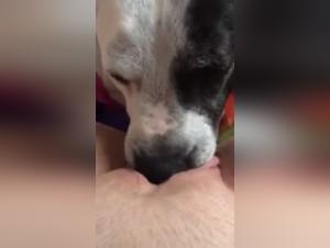 Bestiality Sex Video: A Unique Experience