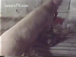 Intense zoophilia video: a woman and a pig