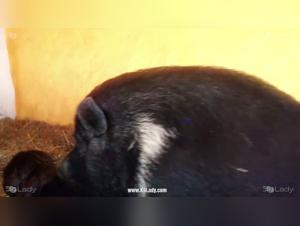 behind the taboo: beast interactions