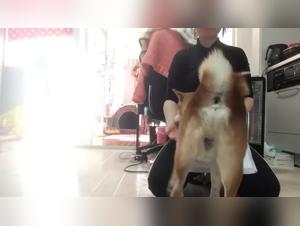 Zoophilia Video Collection on Z Tube