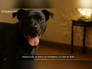 Svelare il consenso ardente nell'ardore spagnolo