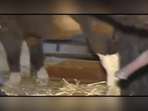 Tierische Entartung: Tiefes Pflügen und spritzender Samen auf die missbrauchte Hündin