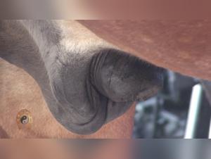 Watch this Woman Get Fucked by a Horse