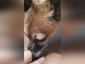 The border of taboo: a woman and her dog in an extreme sex video