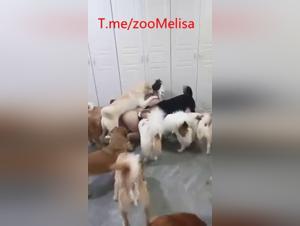Esplora il torrido universo in cui giovani ragazze e cani si intrecciano in una danza sfrenata.