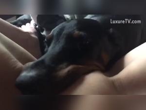 Découvrez Harley Quinn dans une expérience de sexe bestialité et chien