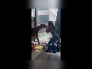 Bestiality sex video with Pietra Luccas and Charlie