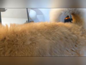 Discover the greatest artofzoo site of zoophilic porn. Satisfy your desires with our headshots of lesbians to fuck a dog, and lesbians to penetrate their dog