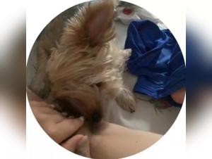 Scopri il mondo selvaggio di Dog Mona e il suo insaziabile desiderio per il suo compagno canino.