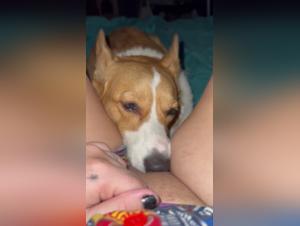 Lenken Sie Ihre tiefsten Wunsche mit diesen Szenen von Hund und Frau ab.