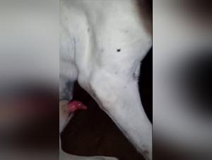 Bestiality sex video: a mature woman and a dog