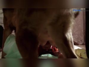 Dog sex video