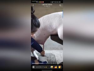 Wild fuck, prohibited delights and animal desire