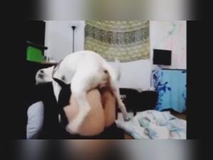 Sex Videos with Dogs: Discover the World of Bestiality