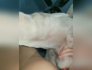 Check out the most extreme bestiality sex videos