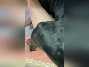 Bestiality sex video with cumshot