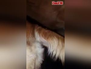 Extreme sex video with a horse