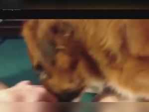 Découvrez les plaisirs extrêmes de la zoophilie dans cette vidéo choquante