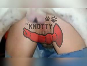 The erect prostate, the dog's moments of pleasure