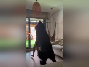 Bestiality sex video: dog and woman