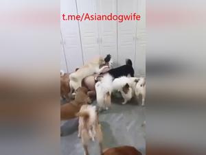Strayx Lovers: Explosions Sex With Asian Dogs